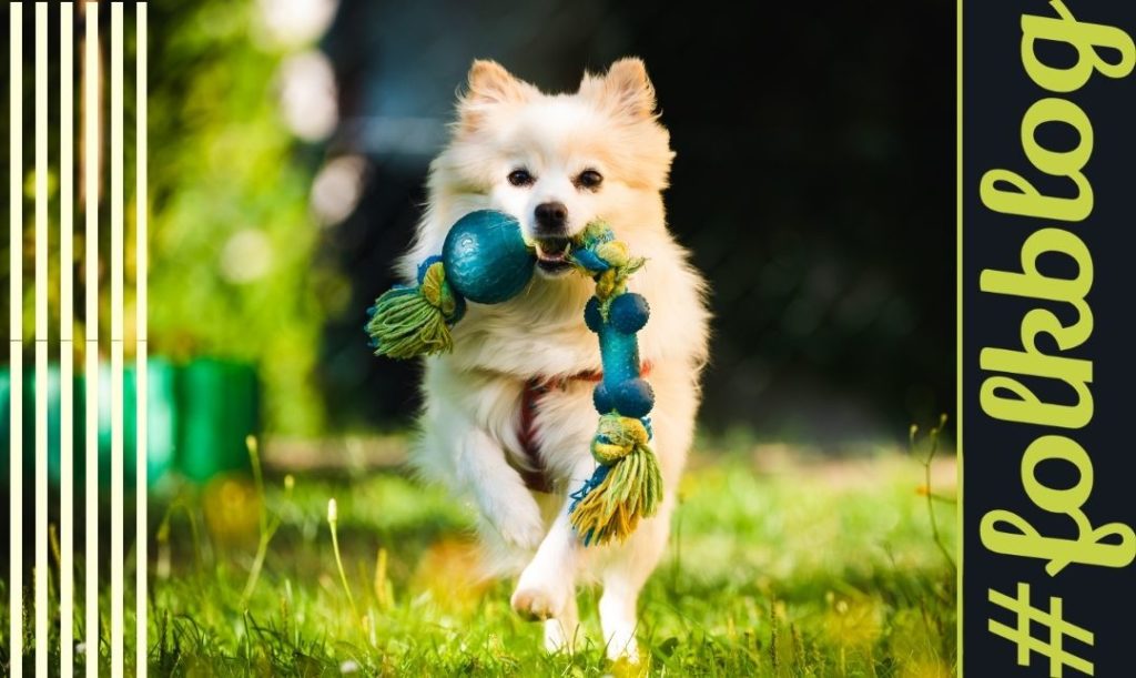 Szukanie prezentów. Zdjęcie psa biegnącego w ogrodzie z zabawka w pysku. Napis folkblog i element pasków.