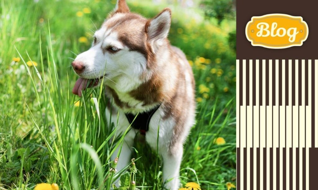 Trawa dostarcza psu witamin i minerałów. Pies w trawie  z mleczami. Paski i logo blog.