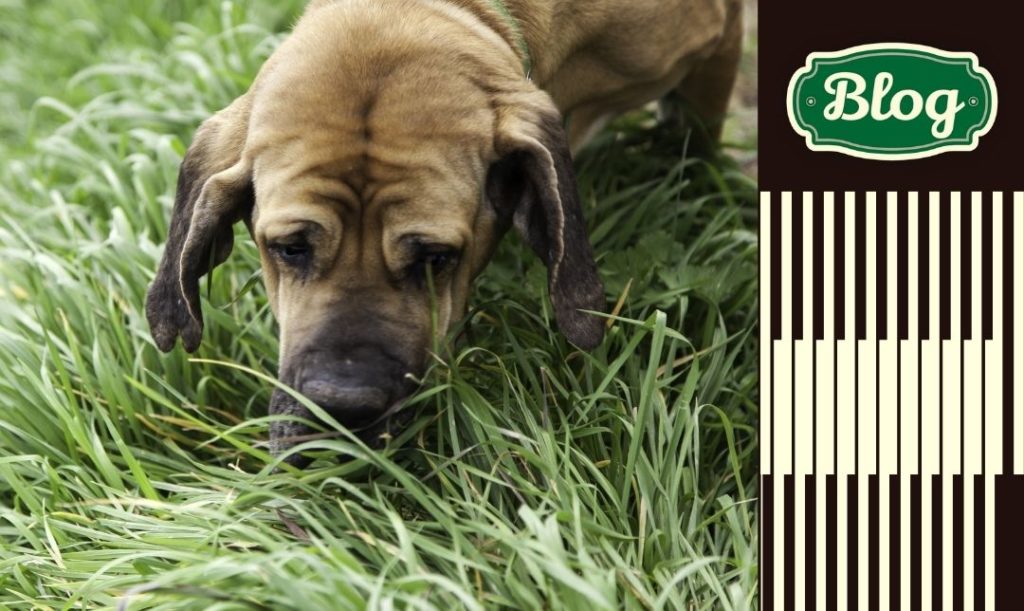Trawa może być zanieczyszczona. Zbliżenie głowy psa w szaro-zielonej trawie. Pies wygląda na smutnego. Element graficzny pasków i logo blog.