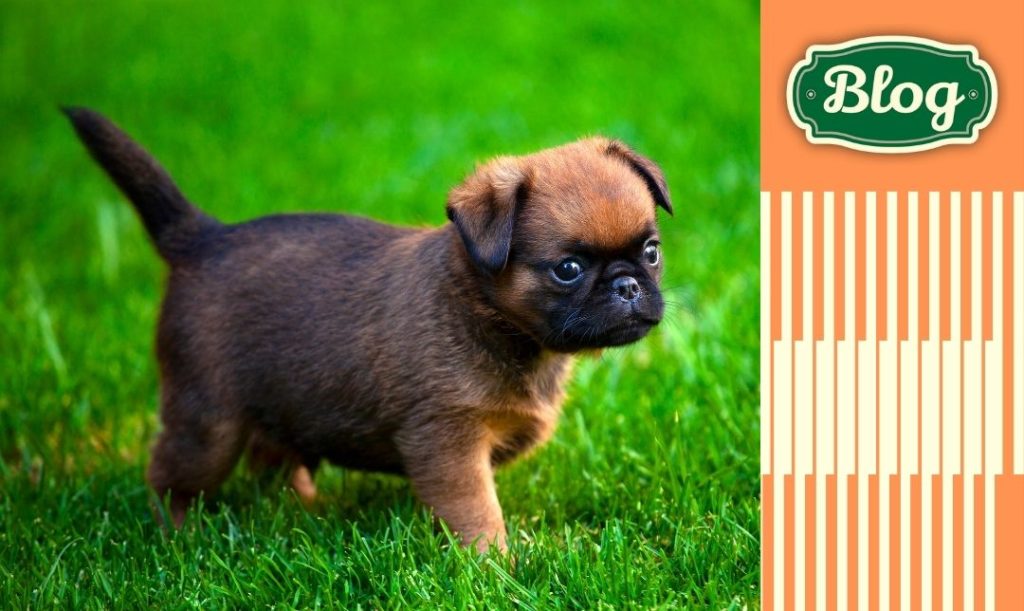 Trawę najczęściej jedzą małe psy. Szczeniak w trawie. Element graficzny pasków i logo blog.