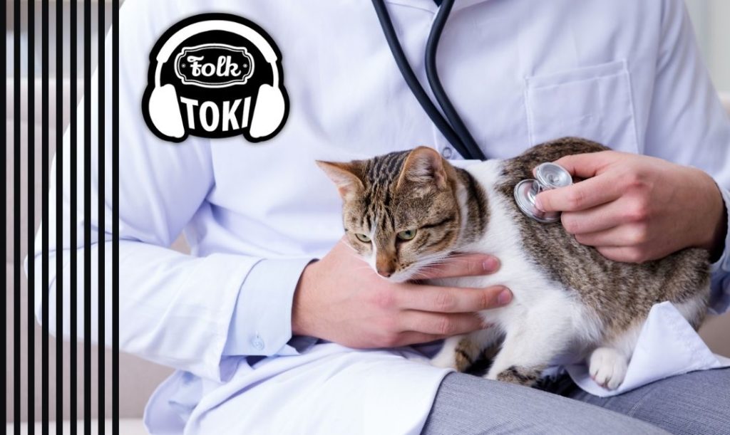 Z lekarskiej perspektywy. Zdjęcie rąk weterynarza, badającego kota. Element graficzny w paski i logo FOLKTOKI. 