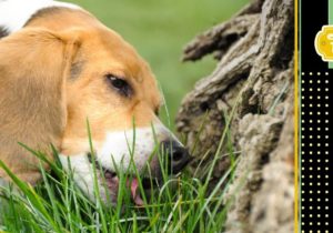 Dlaczego pies je trawę. Zdjęcie psa zajadającego trawę. Element graficzny kropek i logo FOLK