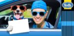 Jak przewozić psa w samochodzie. Zdjęcie pana w niebieskiej czapce i niebieskich okularach i psa w czerwonych okularach. Człowiek z psem siedzą w samochodzie . Element graficzny w paski i logo Folk.