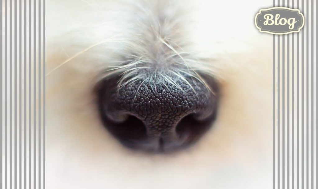 Katar może być groźny. Zbliżenie na nos psa . Widać białą sierść, paski po bokach i logo Blog.