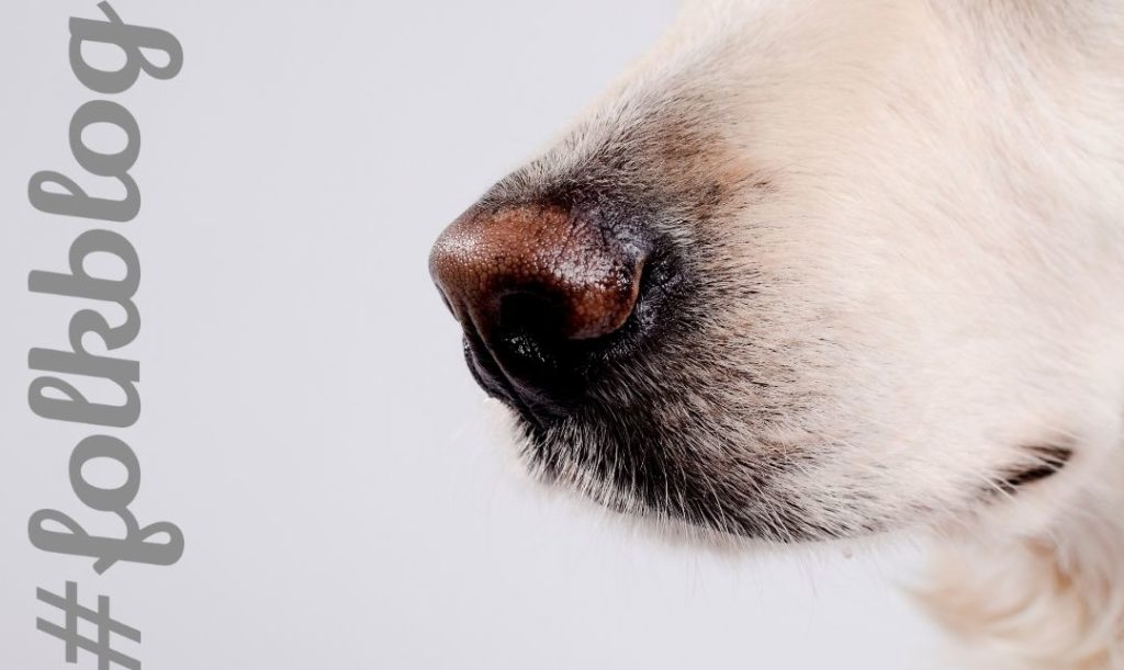 Kichanie psa może być objawem wielu chorób. Zdjęcie fragmentu pyska białego psa z wyraźnym zbliżeniem na nos. Napis folkblog.