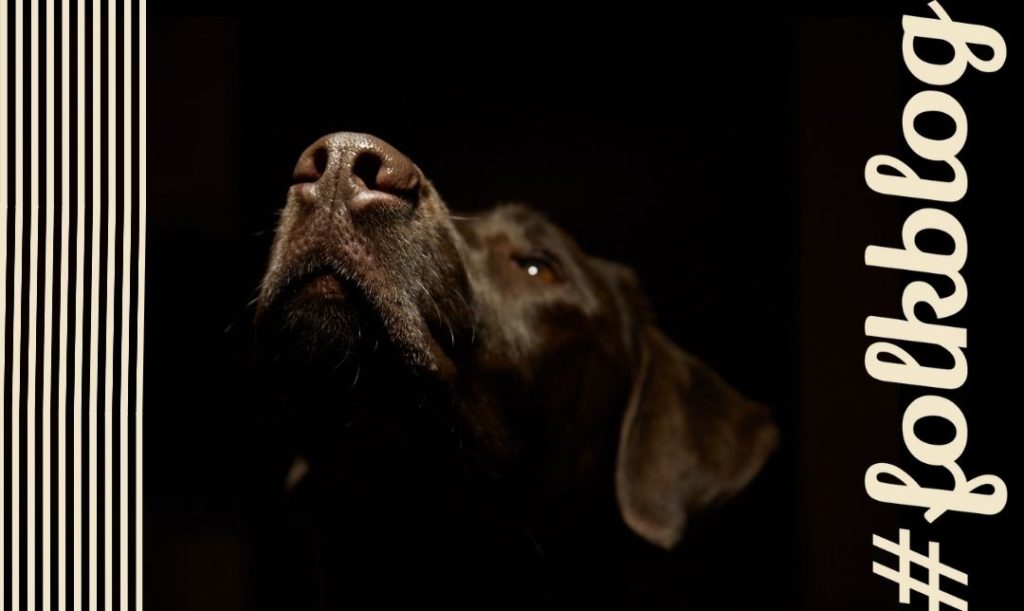 Obserwuj nos psa. Ciemne zdjęcie głowy brązowego psa ze zbliżeniem na nos. Element graficzny pasków i napis folkblog.