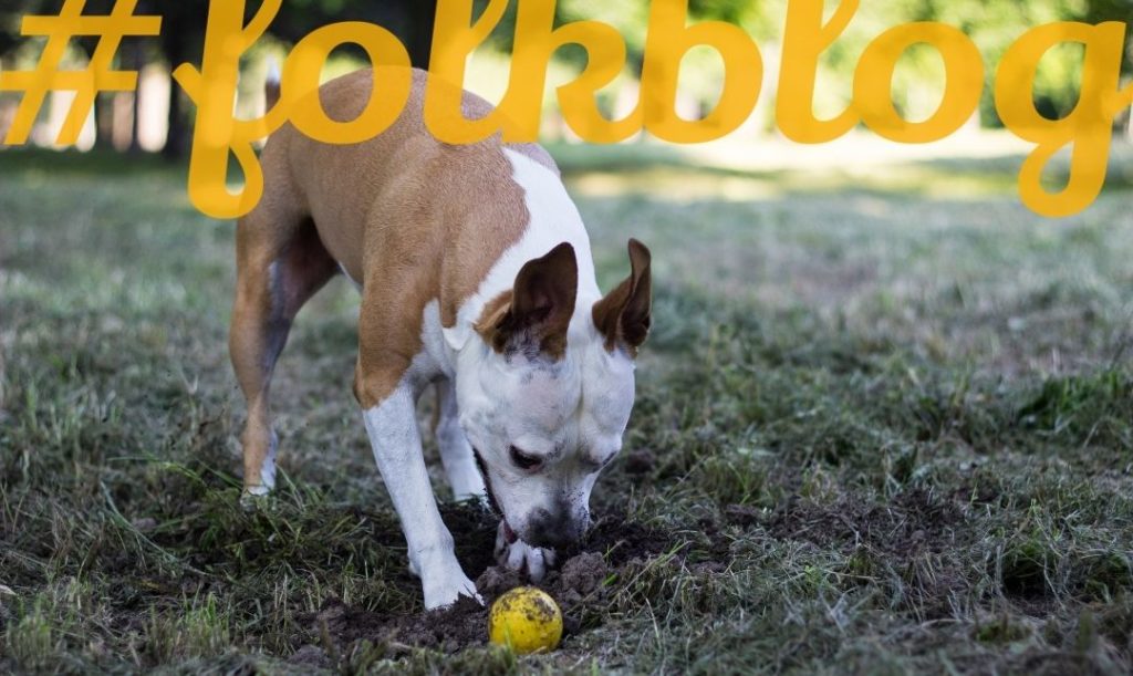 Pies chowa skarby. Zdjęcie psa zakopującego żółtą piłeczkę. Napis folkblog.