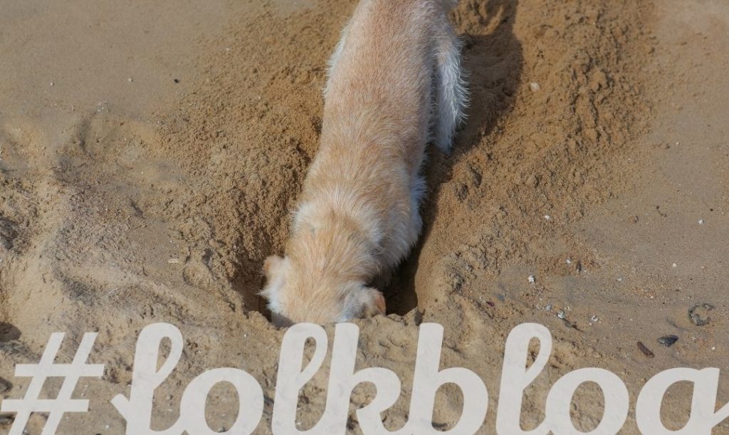 Pies szuka ochłody. Zdjęcie zagrzebanego psa w piasku. Napis folkblog.