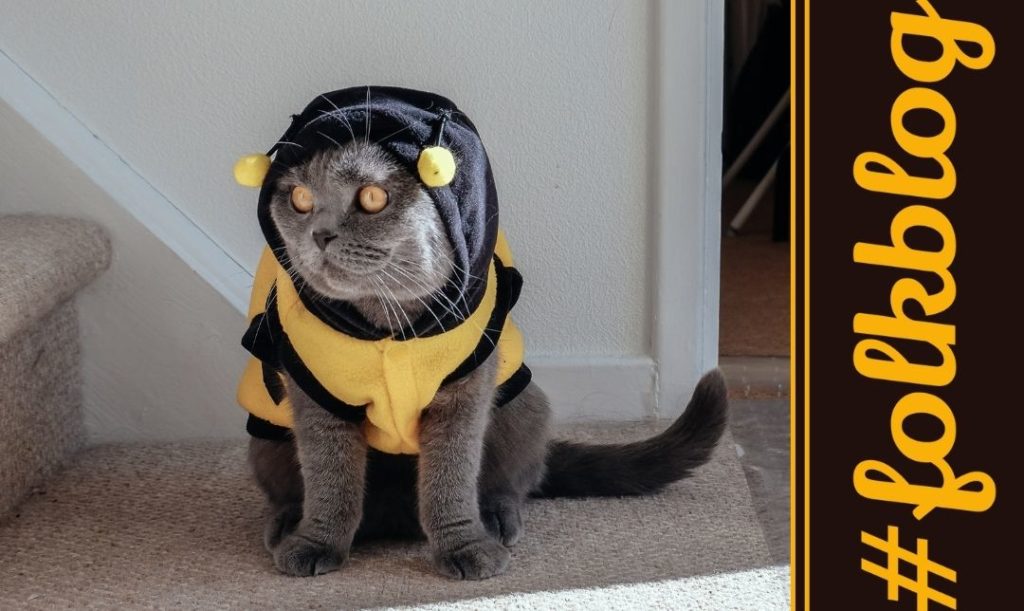 Wesoły i towarzyski. Kot w śmiesznym ubranku w żółto-czarnym kolorze. Napis folkblog.