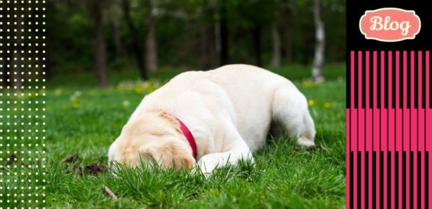 Jak oduczyć psa kopania dołów w ogrodzie. Zdjęcie kopiącego w trawie psa. Element graficzny w paski, logo Blog i kropki z lewej strony.