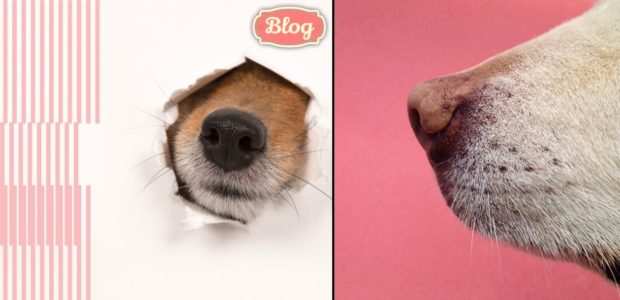 Katar u psa. Zdjęcie psiego nosa na białym tle i na różowym. Element graficzny w różowe paski, logo Blog.