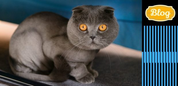 Kot szkocki zwisłouchy. Szary kot szkocki zwisłouchy z pomarańczowymi oczami siedzi na turkusowym tle. Graficzny element pasków i logo Blog.