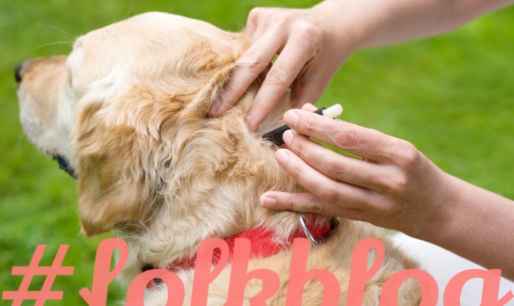 Jak usunąć kleszcza. Zdjęcie psa, któremu człowiek usuwa kleszcza. Napis folkblog.