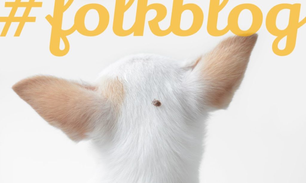 Kleszcz osłabia organizm. Zdjęcie od tyłu głowy białego psa z widocznym kleszczem. Napis folkblog.