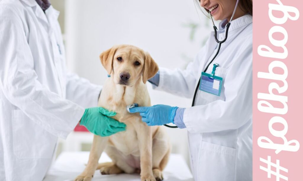Przeciwskazania. Pies u weterynarza. Jest badany stetoskopem. Napis foklblog. 