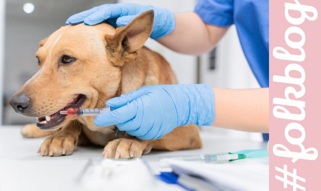 Rodzaje szczepionek. Zdjęcie psa u weterynarza. Dłonie w błękitnych rękawiczkach przykładają do pyska strzykawkę z czerwona substancją. Napis folkblog.