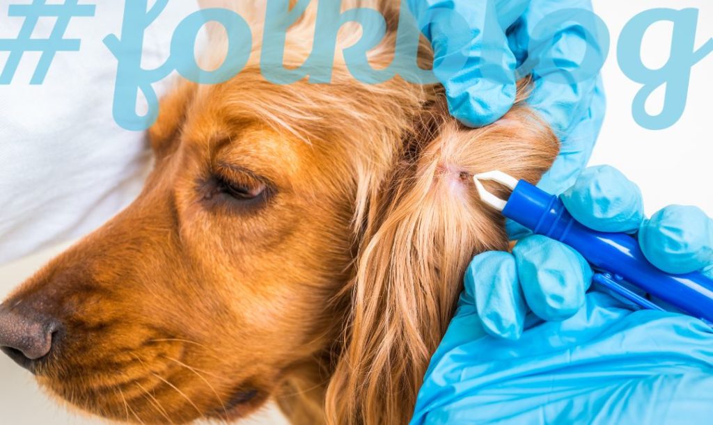 Zgłoś się do lekarza weterynarii. Pies u weterynarza ma wyjmowanego kleszcz z ucha. Napis folkblog. 