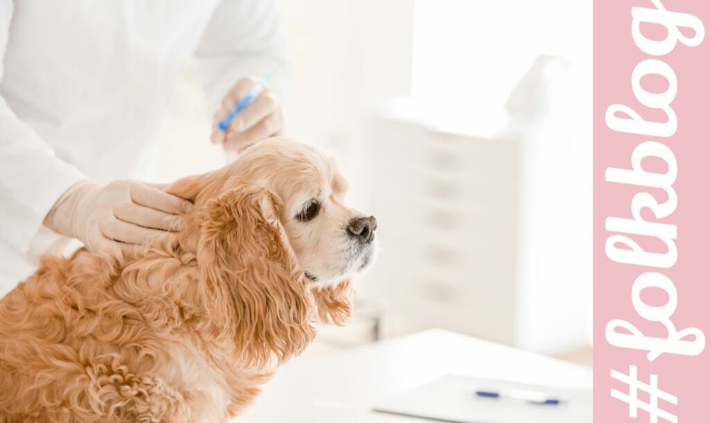 Kiedy szczepienie zaczyna działać Zdjęcie szczepionego psa w białym gabinecie weterynaryjnym. Napis folkblog. 