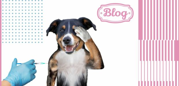 Szczepienie psa. Zdjęcie żartobliwe psa zakrywającego oczy łapą, a obok strzykawka z igła zbliżająca się do drugiej łapy. Paski, kropki, logo Blog.