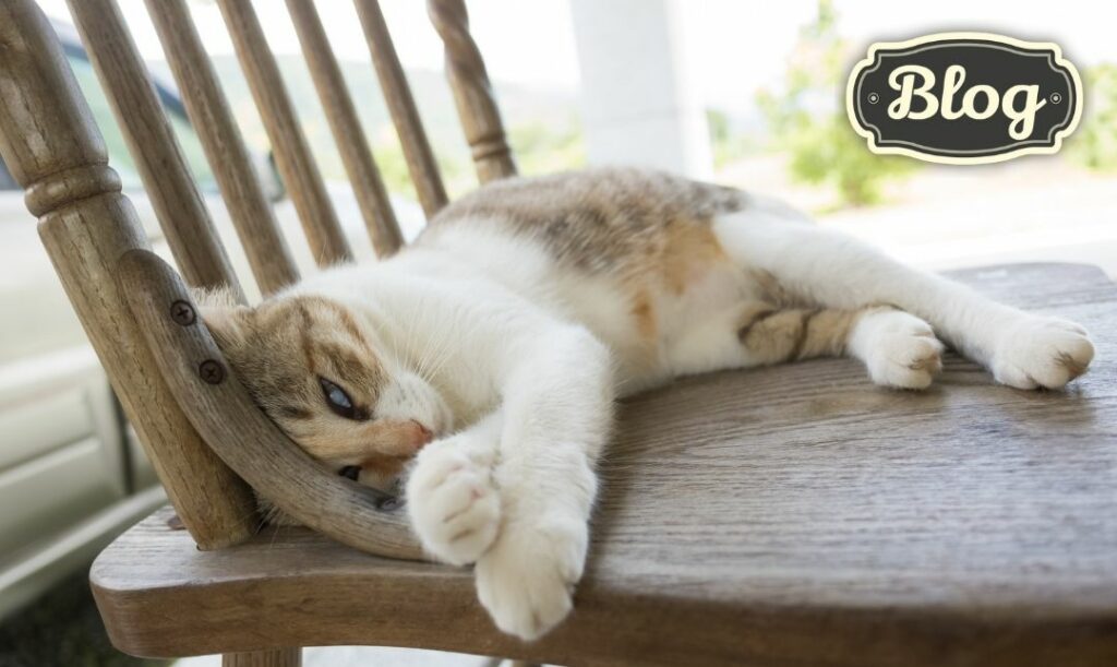 Mniejsza aktywność. Zdjęcie leżącego kota na drewnianym krześle. Logo Blog.