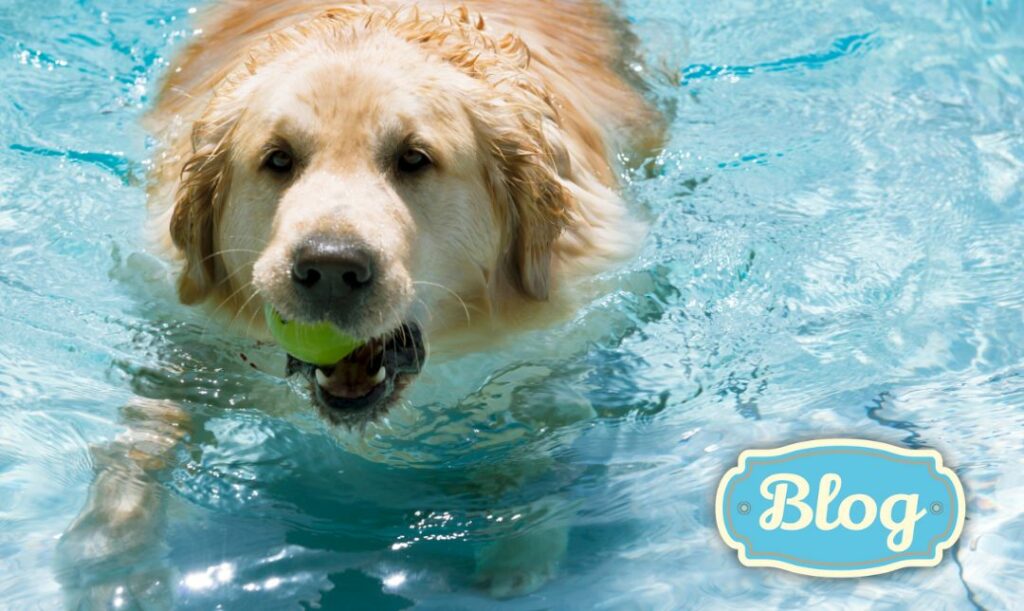 Psy wodne. Zdjęcie labradora z piłeczką w pysku, płynącego w wodzie koloru turkusowego. Logo Blog. 