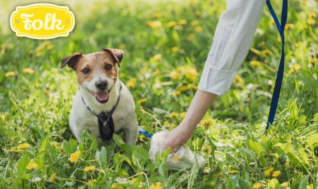 Sprzątaj po psie. Zdjęcie psa na trawie pełnej żółtych mleczy. Widać rękę z woreczkiem sprzątającą po psie. 