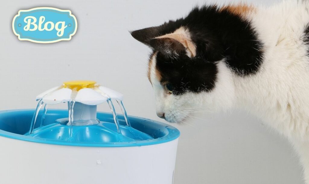 Stały dostęp do świeżej wody.  Zdjęcie kota pijącego z poidełka z bieżącą wodą. Logo Blog.