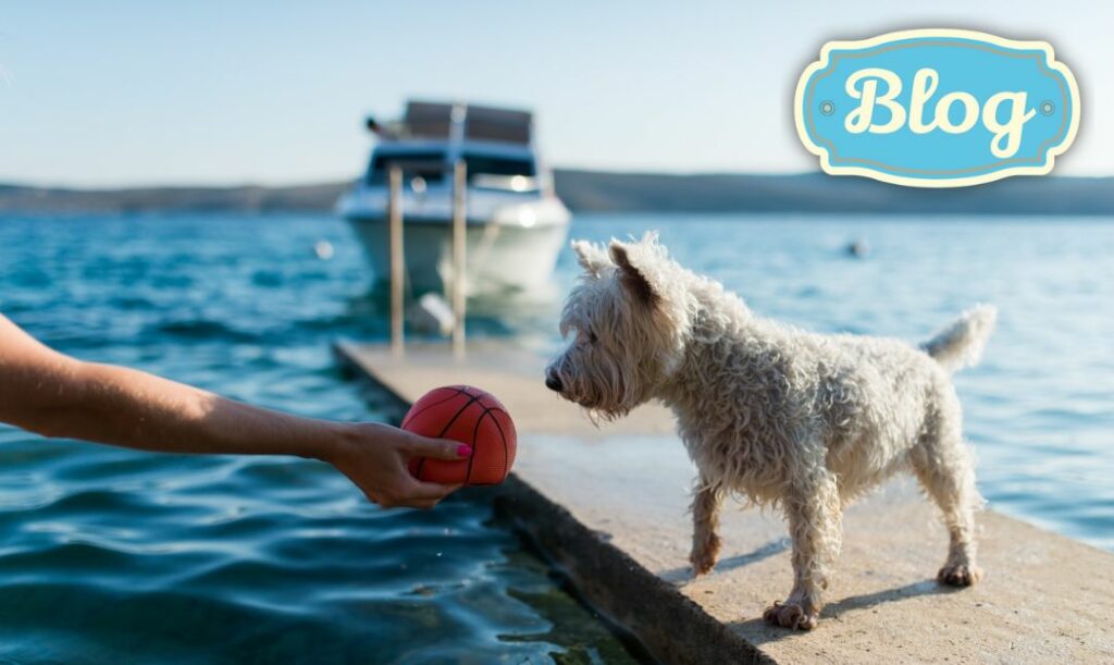 Wejdź z psem do wody. Zdjęcie małego białego psa na pomoście nad wodą. Ręka kobieca podaje mu piłeczkę. W tle widać motorówkę. Logo Blog.. 