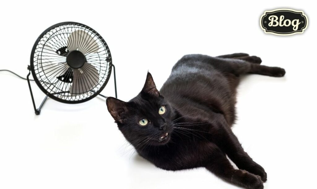Wentylator zawsze pod nadzorem. Zdjęcie na białym tle czarnego kota i czarnego wentylatora. Logo Blog.