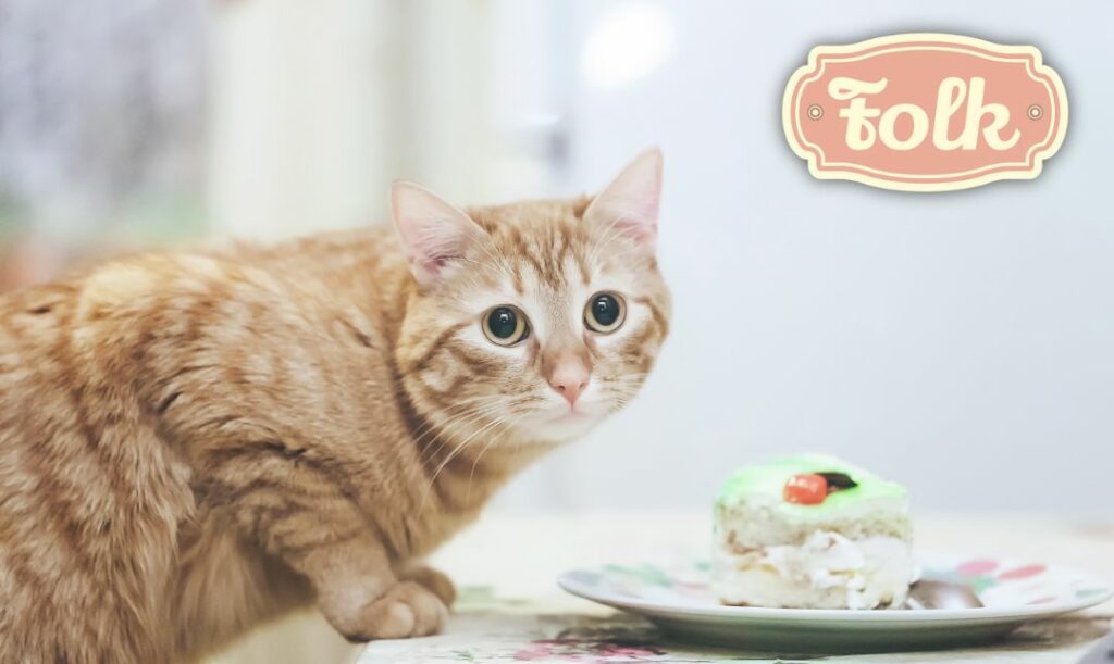Cukier szkodzi zębom kota. zdjęcie kota przed talerzem z ciastkiem. Logo FOLK.