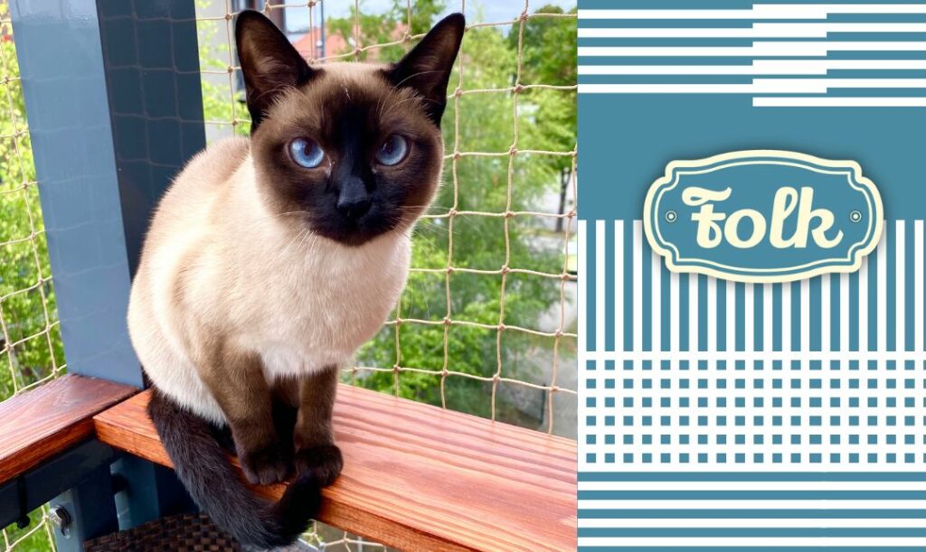 Fala gaduła. Zdjęcie kotki tonkijskiej na balkonie z siatką. Element graficzny pasków, logo FOLK.