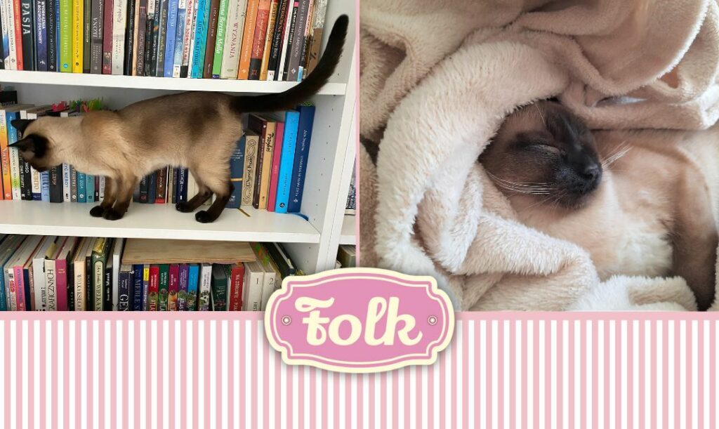 Idealny kamuflaż. Dwa zdjęcia kotki tonkijskiej. Jedno na tle książek, drugie śpiącej i owiniętej w koc. Element graficzny w paski, logo FOLK.