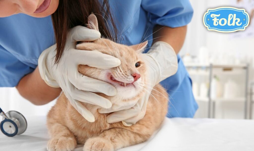Kontroluj jamę ustną kota u lekarza weterynarii. Zdjęcie kota, któremu pani lekarz weterynarii sprawdza zęby. Logo FOLK.