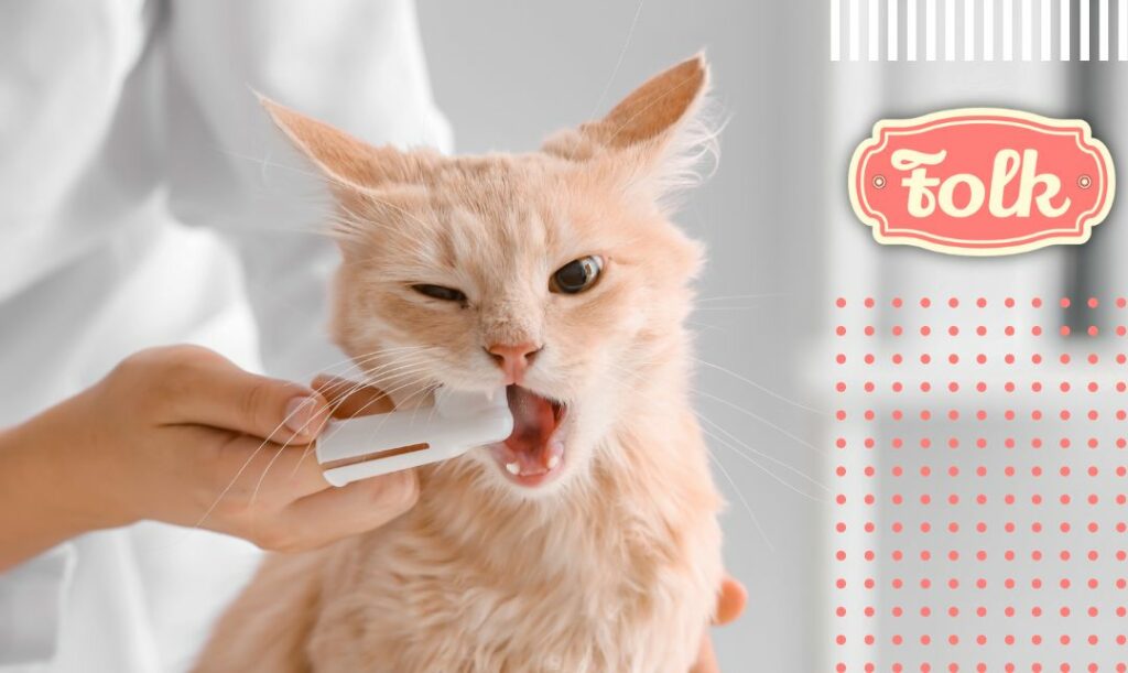 Nakładki na palec. Zdjęcie kota, któremu człowiek myje zęby nakładka do zębów w białym kolorze. Graficzny element kropek. Logo FOLK.