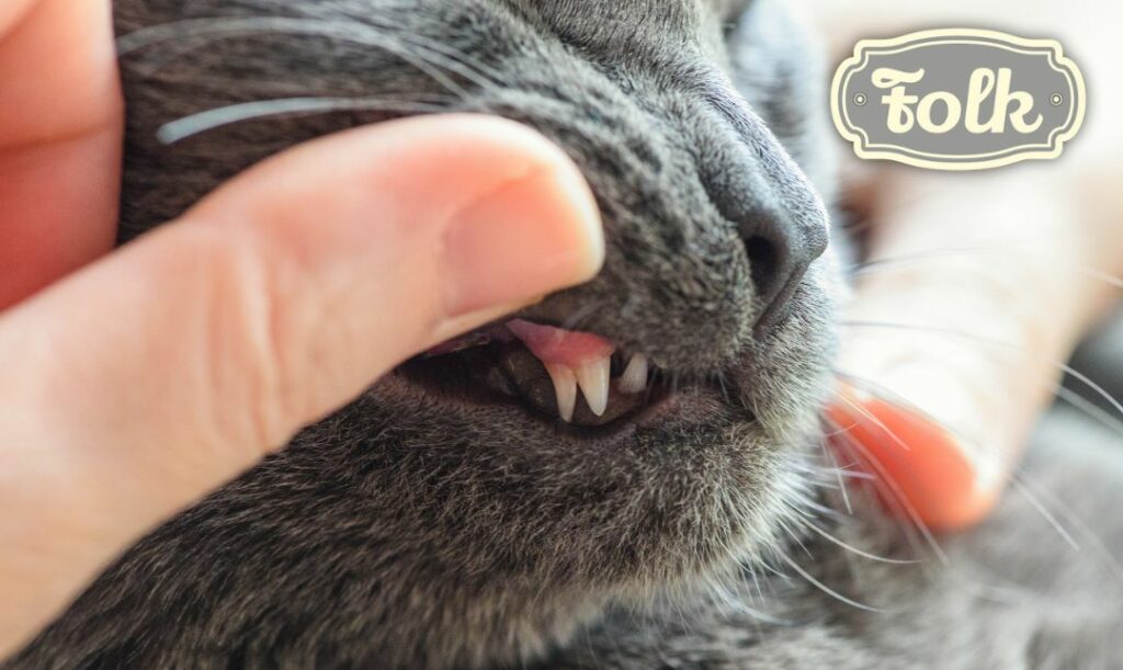 Nic na siłę. Zdjęcie kota szarego, któremu człowiek odsuwa wargę i pokazuje kocie zęby. Logo FOLK.