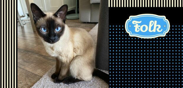 Opowiem wam bajkę. Zdjęcie Feli - kotki tonkijskiej. Elementy graficzne kropki paski, logo FOLK..