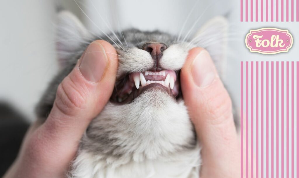 Ostro zakończone zęby kota. Zdjęcie kocich zębów z bliska. Logo FOLK. 