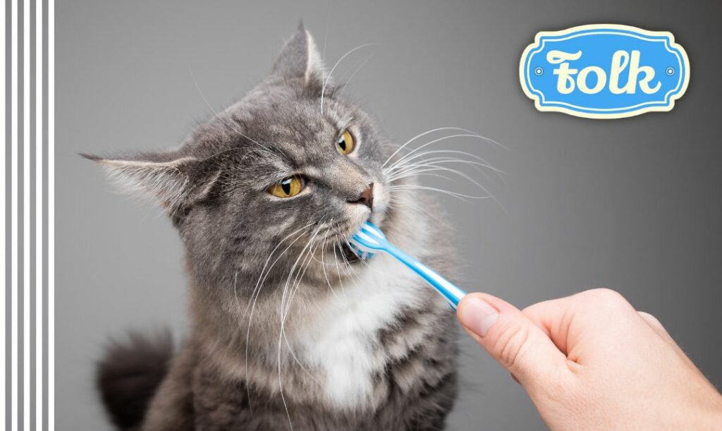Pomóż kotu dbać o zęby. zdjęcie kota na szarym tle, z niebieską szczoteczka do zębów. Element graficzny pasków. Logo FOLK.