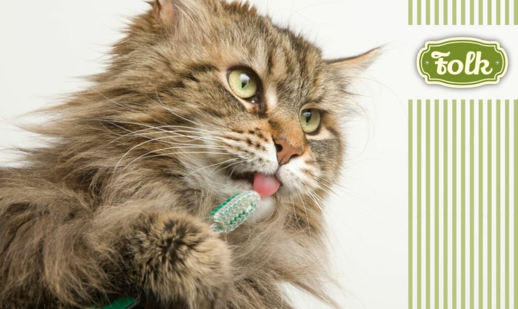 Przyzwyczajaj kota do mycia zębów. zdjęcie kota oblizującego zielona szczoteczkę do zębów. Graficzny element w paski. Logo FOLK.