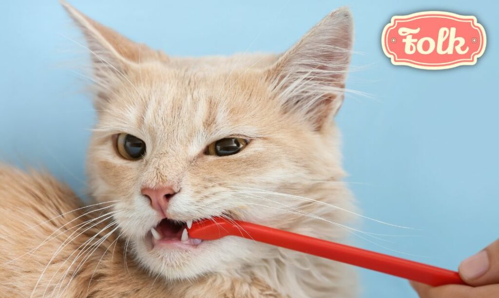 Szczoteczki do mycia kocich zębów. Zdjęcie kota, któremu myje człowiek zęby czerwona szczoteczką. 