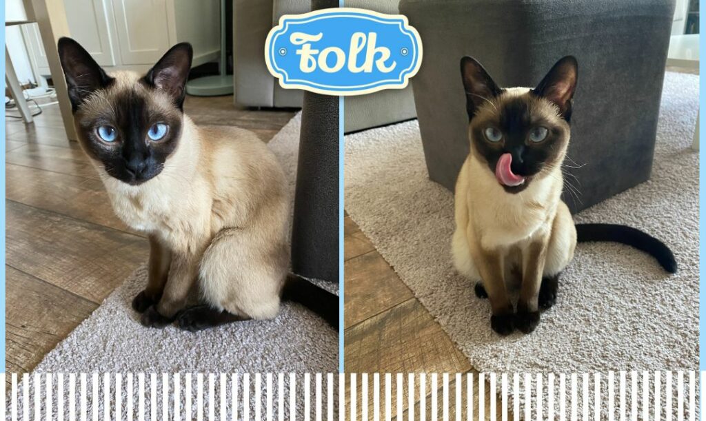 Szlachetna uroda i charakter. Dwa zdjęcia kotki tonkijskiej element graficzny pasków i logo FOLK.