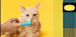 Jak dbać o kocie zęby. Zdjęcie kota na żółtym tle. Palec ludzki w nakładce do czyszczenia zębów w kolorze turkusowym, przykłada kotu do pyszczka nakładkę. Graficzny element i logo Blog.