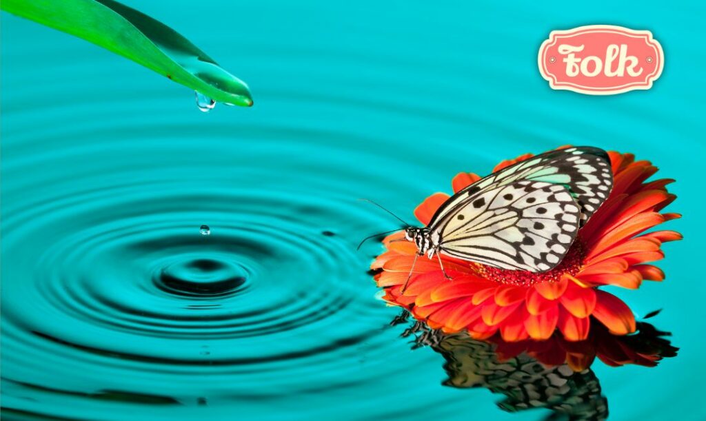 Bogactwo Natury. Zdjęcie motyla na kwiatku i wodzie. Logo FOLK.