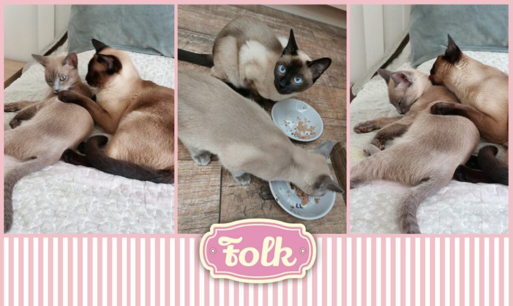 Coraz bliżej. Trzy zdjęcia, na których tulące się do sibie kotki tonkijskie i jedzące z miseczek obok siebie. Element graficzny w paski. Logo FOLK. 