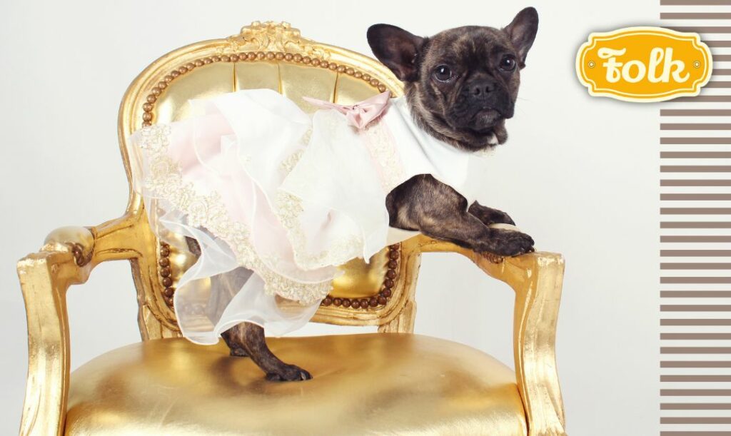 Humanizacja czy groteska. Zdjęcie psa przebranego w sukienkę na złotym fotelu. Logo FOLK.