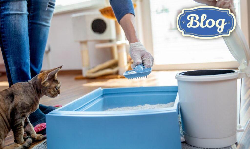 Jak często wymieniać żwirek. Zdjęcie niebieskiej kuwety, przy której stoi kot i człowiek w gumowych rękawiczkach, czyszczący kuwetę. Logo FOLK.