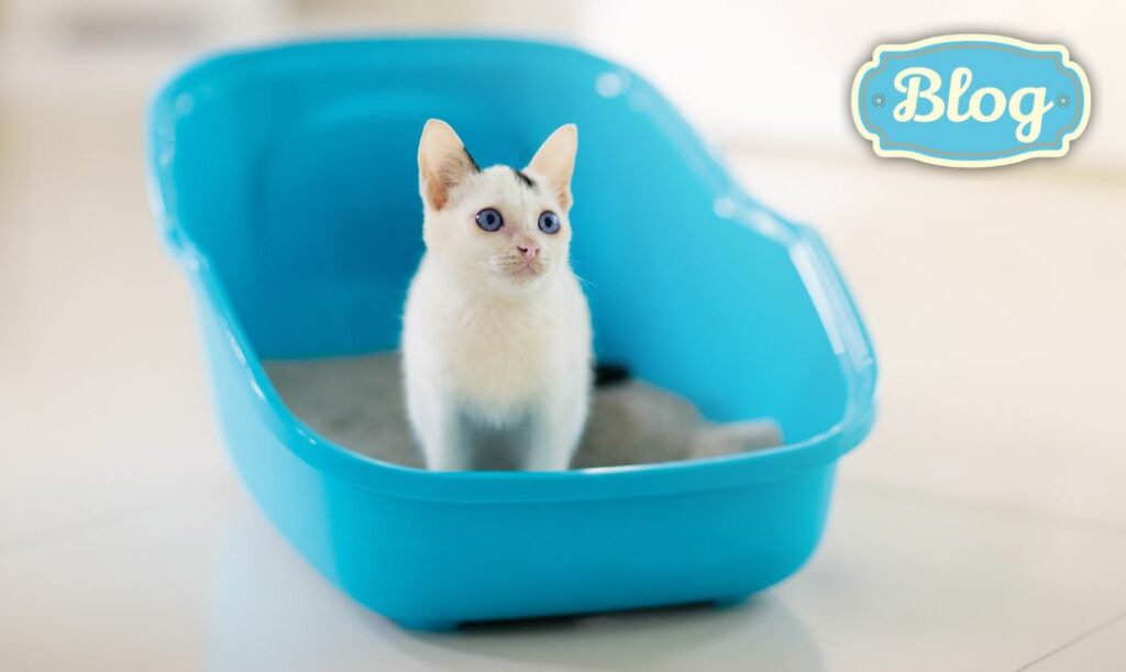 Jak nauczyć kociaka korzystania z kuwety. Zdjęcie białego małego kotka w otwartej niebieskiej kuwecie. Logo FOLK.