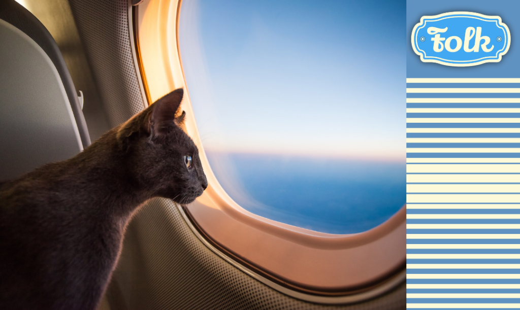 Podróżowanie samolotem. Zdjęcie kota patrzącego przez okno samolotu. Element graficzny w paski, logo FOLK.