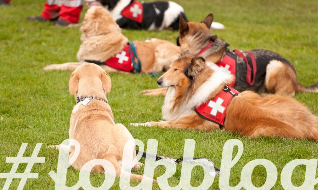 Psi bohaterowie. Zdjęcie ratowniczych psów siedzących na trawie. Napis fallibfolk.