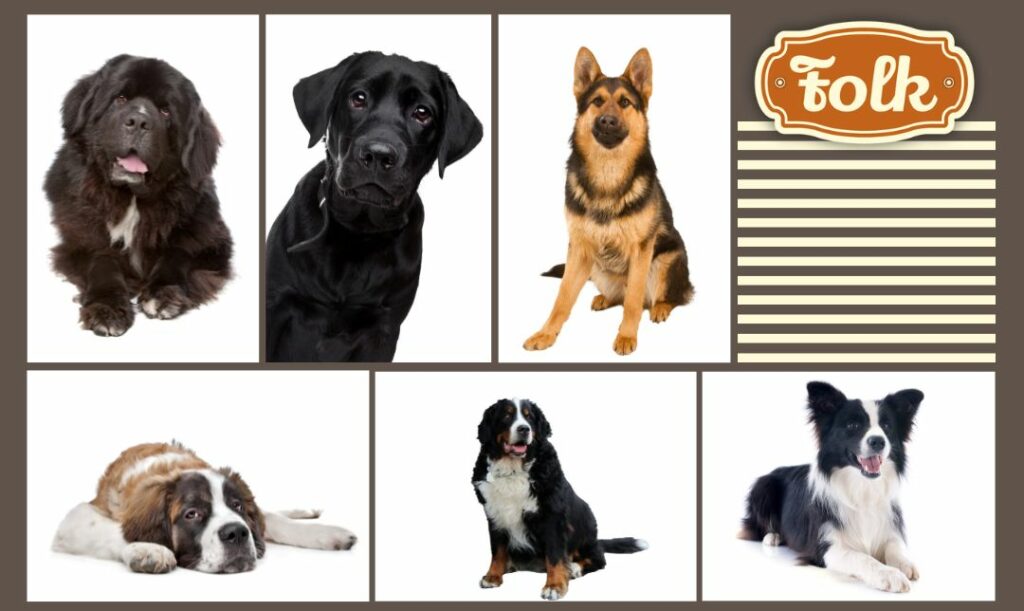 Rasy psów ratowniczych. Kilka zdjęć różnych ras psów ratowniczych. Logo FOLK.